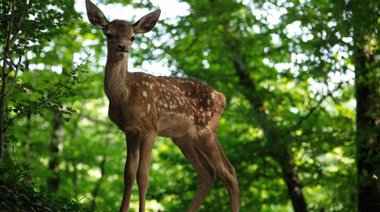 BAMBI: PŘÍBĚH ŽIVOTA Z LESŮ