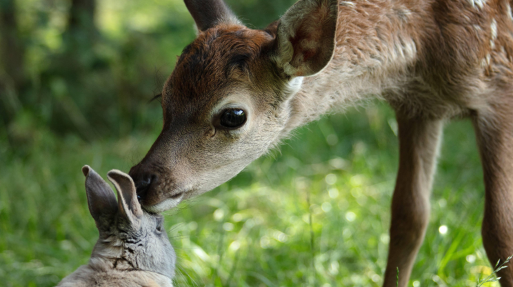 BAMBI: PŘÍBĚH ŽIVOTA Z LESŮ