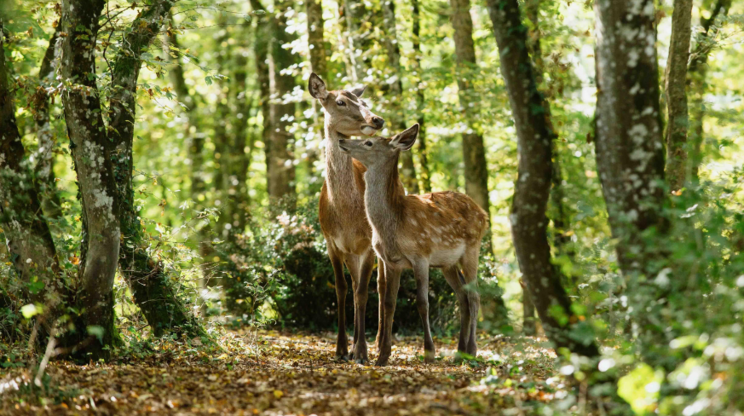 BAMBI: PŘÍBĚH ŽIVOTA Z LESŮ