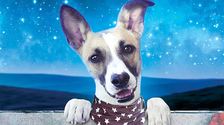 Gump - Pes, který naučil lidi žít